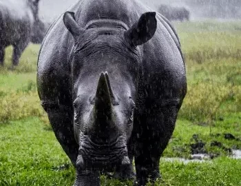 Salvando-al-Rinoceronte-Negro