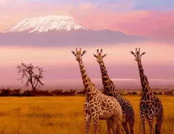 African Safari 4K - Scenic Wildlife Film