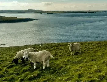 Las-Islas-Shetland-la-frontera-vikinga-de-Escocia