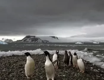 La Antártida, el antártico salvaje